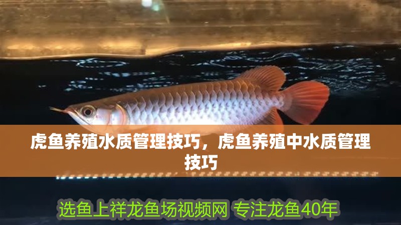 虎魚養殖水質管理技巧，虎魚養殖中水質管理技巧