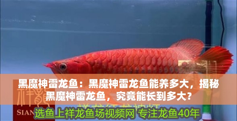 黑魔神雷龍魚：黑魔神雷龍魚能養多大，揭秘黑魔神雷龍魚，究竟能長到多大？ 黑魔神雷龍魚：黑魔神雷龍魚能養多大，揭秘黑魔神雷龍魚，究竟能長到多大？ 水族問答