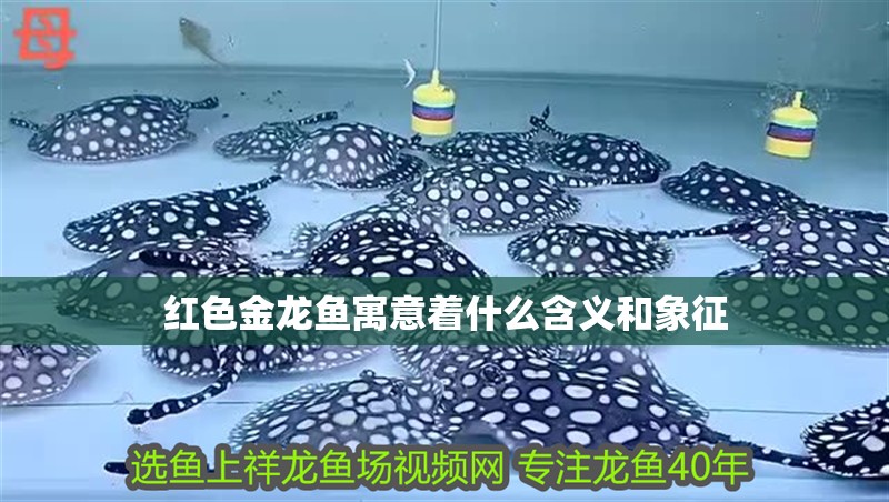紅色金龍魚寓意著什么含義和象征 龍魚百科 第2張 紅色金龍魚寓意著什么含義和象征 紅色金龍魚寓意著什么含義和象征 龍魚百科 第2張