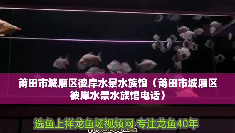 莆田市城廂區彼岸水景水族館(莆田市城廂區彼岸水景水族館電話) 全國水族館企業名錄 第2張 莆田市城廂區彼岸水景水族館(莆田市城廂區彼岸水景水族館電話) 莆田市城廂區彼岸水景水族館(莆田市城廂區彼岸水景水族館電話) 全國水族館企業名錄 第2張