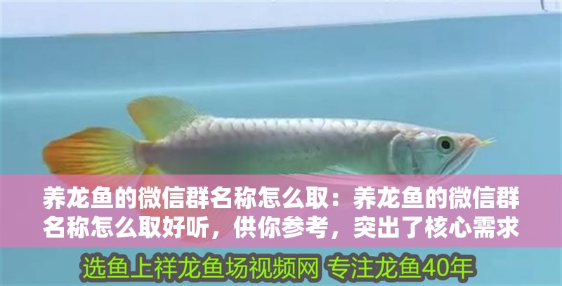 養(yǎng)龍魚(yú)的微信群名稱怎么?。吼B(yǎng)龍魚(yú)的微信群名稱怎么取好聽(tīng)，供你參考，突出了核心需求且風(fēng)格多樣，，超吸睛！養(yǎng)龍魚(yú)微信群專屬好聽(tīng)名大揭秘，解鎖養(yǎng)龍魚(yú)微信群超贊名稱，好聽(tīng)又獨(dú)特！，必看！為養(yǎng)龍魚(yú)微信群