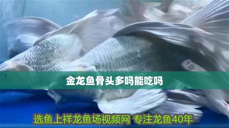 金龍魚骨頭多嗎能吃嗎