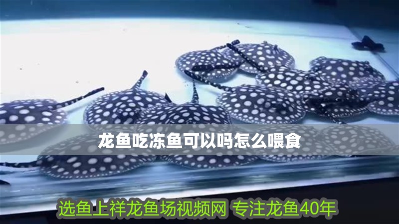 龍魚吃凍魚可以嗎怎么喂食