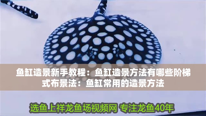 魚缸造景新手教程：魚缸造景方法有哪些階梯式布景法：魚缸常用的造景方法