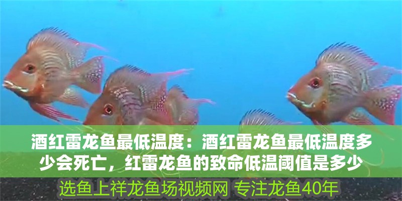 酒紅雷龍魚最低溫度:酒紅雷龍魚最低溫度多少會死亡,紅雷龍魚的致命低溫閾值是多少 水族問答 酒紅雷龍魚最低溫度:酒紅雷龍魚最低溫度多少會死亡,紅雷龍魚的致命低溫閾值是多少 酒紅雷龍魚最低溫度:酒紅雷龍魚最低溫度多少會死亡,紅雷龍魚的致命低溫閾值是多少 水族問答