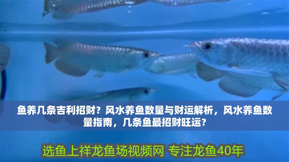 魚養(yǎng)幾條吉利招財(cái)？風(fēng)水養(yǎng)魚數(shù)量與財(cái)運(yùn)解析，風(fēng)水養(yǎng)魚數(shù)量指南，幾條魚最招財(cái)旺運(yùn)？