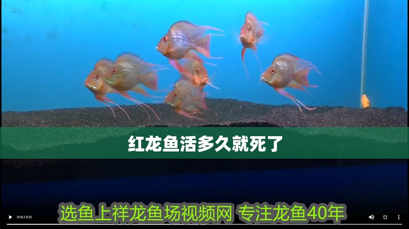 紅龍魚活多久就死了