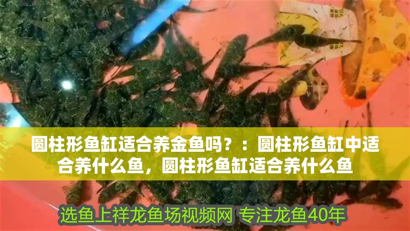 圓柱形魚缸適合養金魚嗎？：圓柱形魚缸中適合養什么魚，圓柱形魚缸適合養什么魚