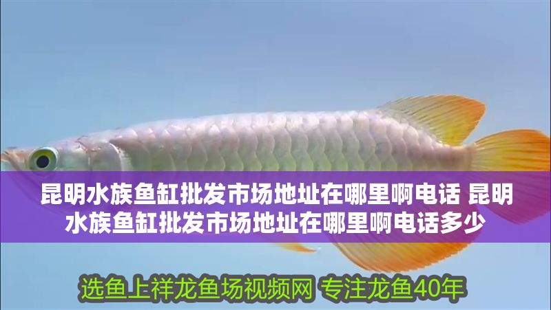 昆明水族魚缸批發市場地址在哪里啊電話 昆明水族魚缸批發市場地址在哪里啊電話多少