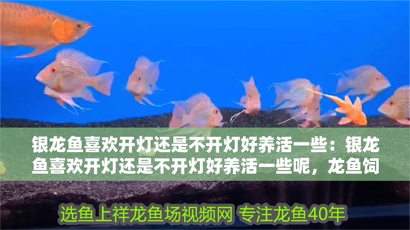 銀龍魚喜歡開燈還是不開燈好養活一些：銀龍魚喜歡開燈還是不開燈好養活一些呢，龍魚飼養光照選擇，開燈與關燈哪種更易