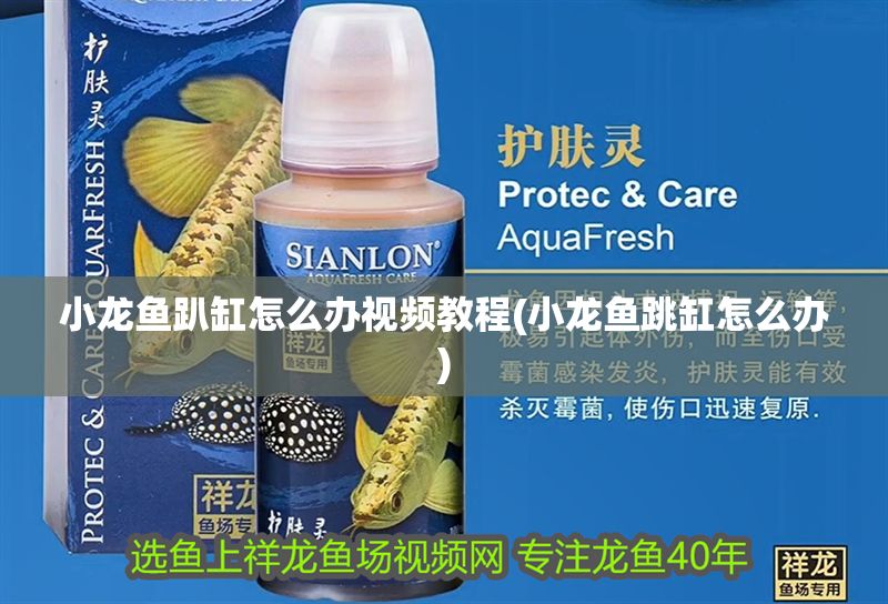 小龍魚趴缸怎么辦視頻教程(小龍魚跳缸怎么辦)