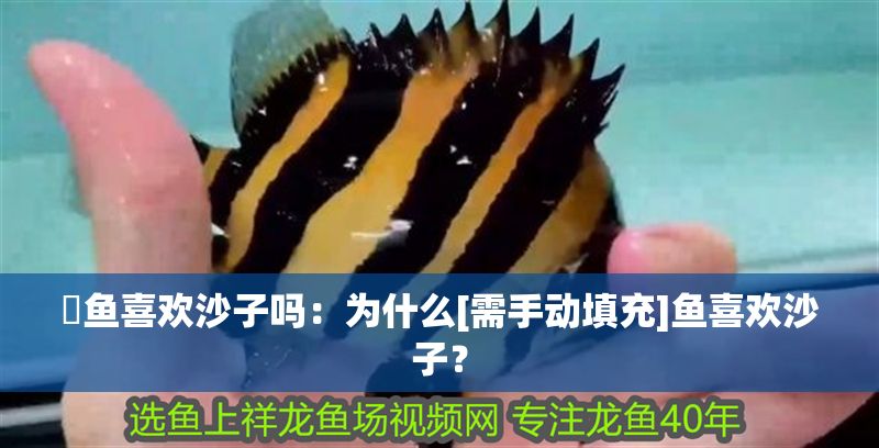 魟魚喜歡沙子嗎：為什么[需手動(dòng)填充]魚喜歡沙子？ 魟魚喜歡沙子嗎：為什么[需手動(dòng)填充]魚喜歡沙子？ 魟魚百科 第2張