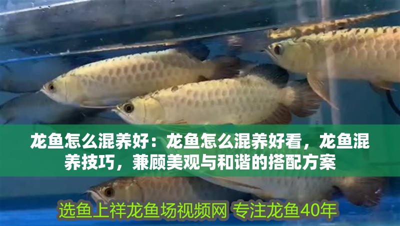 龍魚怎么混養好：龍魚怎么混養好看，龍魚混養技巧，兼顧美觀與和諧的搭配方案 龍魚怎么混養好：龍魚怎么混養好看，龍魚混養技巧，兼顧美觀與和諧的搭配方案 水族問答