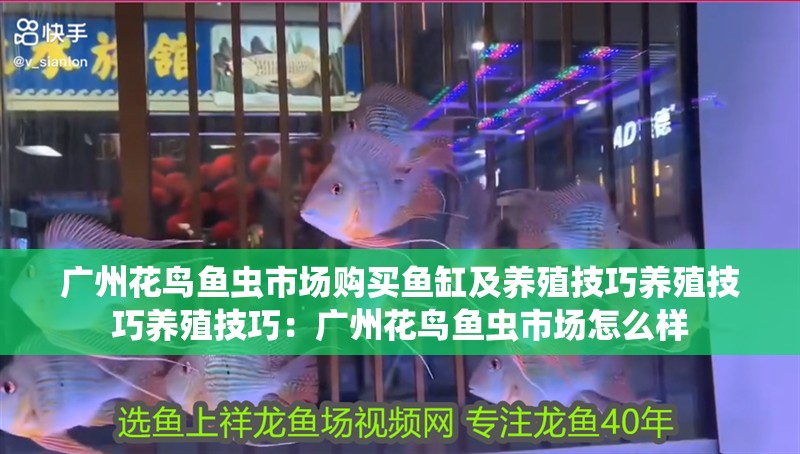 廣州花鳥魚蟲市場購買魚缸及養(yǎng)殖技巧養(yǎng)殖技巧養(yǎng)殖技巧：廣州花鳥魚蟲市場怎么樣