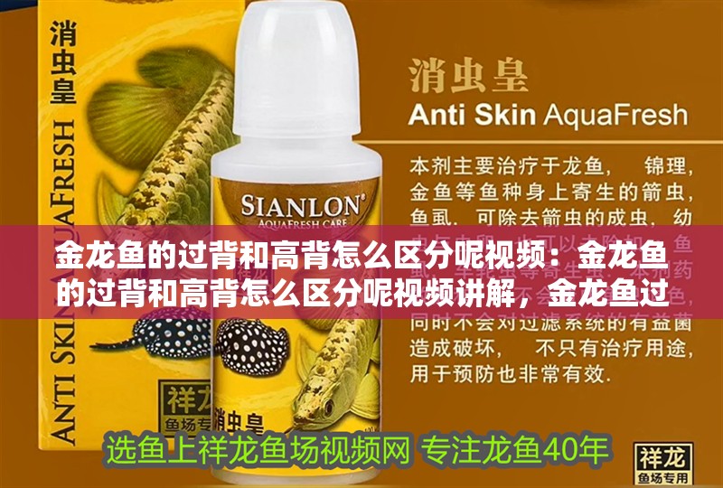 金龍魚的過背和高背怎么區(qū)分呢視頻：金龍魚的過背和高背怎么區(qū)分呢視頻講解，金龍魚過背與高背區(qū)分全解析視頻教程