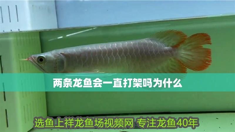 兩條龍魚會一直打架嗎為什么 龍魚百科 兩條龍魚會一直打架嗎為什么 兩條龍魚會一直打架嗎為什么 龍魚百科