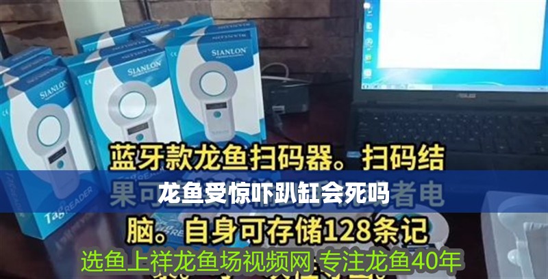龍魚受驚嚇趴缸會死嗎
