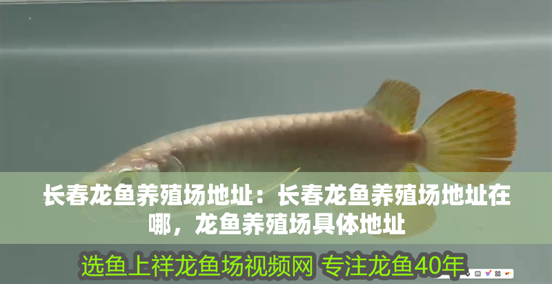長春龍魚養殖場地址：長春龍魚養殖場地址在哪，龍魚養殖場具體地址 長春龍魚養殖場地址：長春龍魚養殖場地址在哪，龍魚養殖場具體地址 水族問答