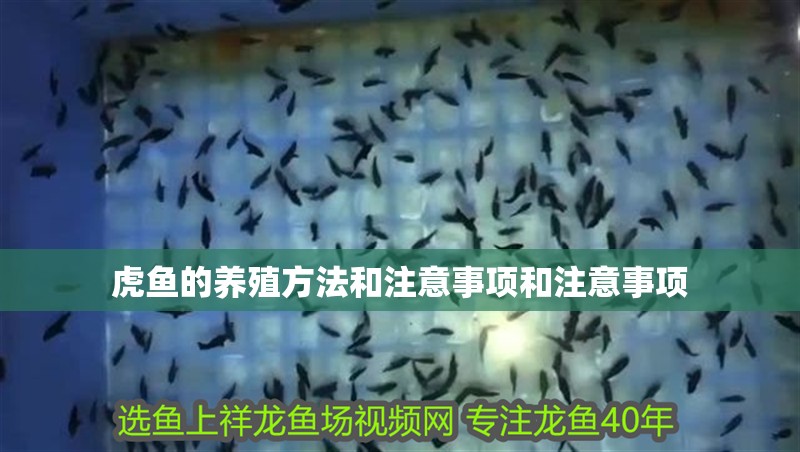 虎魚的養(yǎng)殖方法和注意事項和注意事項 虎魚的養(yǎng)殖方法和注意事項和注意事項 虎魚百科