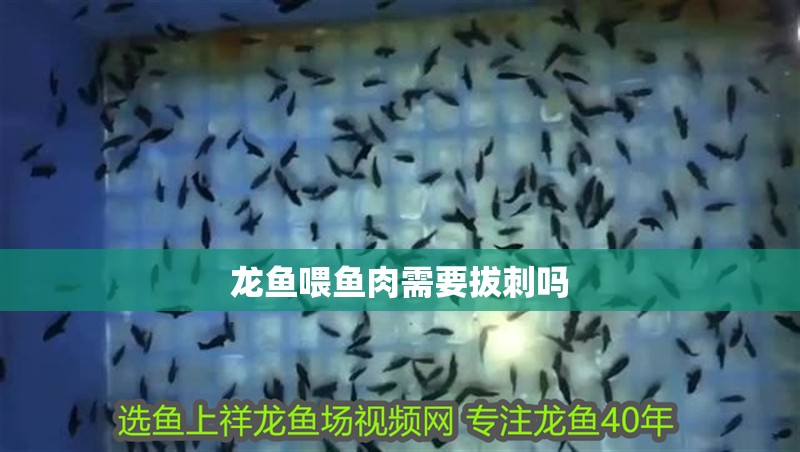 龍魚喂魚肉需要拔刺嗎
