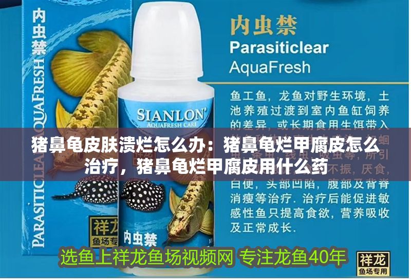 豬鼻龜皮膚潰爛怎么辦：豬鼻龜爛甲腐皮怎么治療，豬鼻龜爛甲腐皮用什么藥