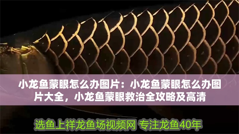 小龍魚蒙眼怎么辦圖片：小龍魚蒙眼怎么辦圖片大全，小龍魚蒙眼救治全攻略及高清