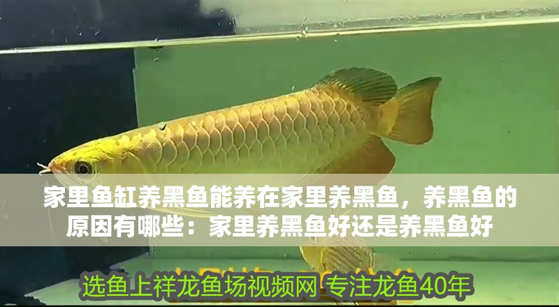 家里魚缸養黑魚能養在家里養黑魚，養黑魚的原因有哪些：家里養黑魚好還是養黑魚好