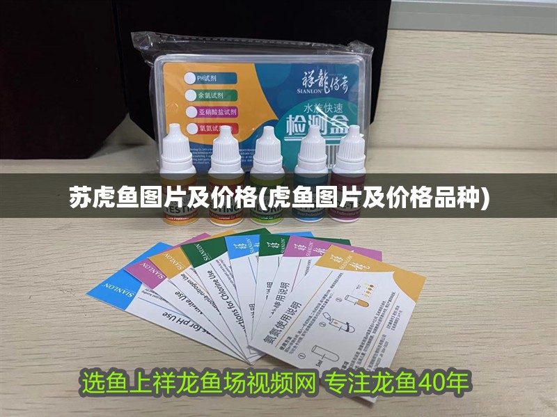 蘇虎魚圖片及價格(虎魚圖片及價格品種) 蘇虎魚圖片及價格(虎魚圖片及價格品種) 虎魚百科