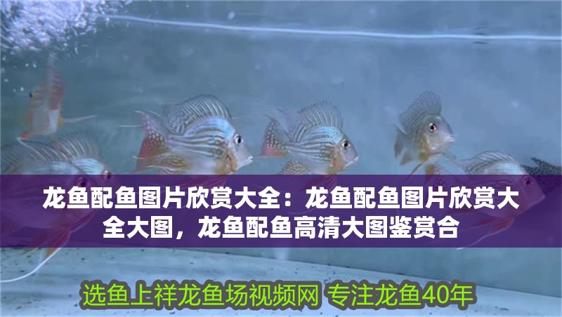 龍魚配魚圖片欣賞大全:龍魚配魚圖片欣賞大全大圖,龍魚配魚高清大圖鑒賞合 水族問答 龍魚配魚圖片欣賞大全:龍魚配魚圖片欣賞大全大圖,龍魚配魚高清大圖鑒賞合 龍魚配魚圖片欣賞大全:龍魚配魚圖片欣賞大全大圖,龍魚配魚高清大圖鑒賞合 水族問答