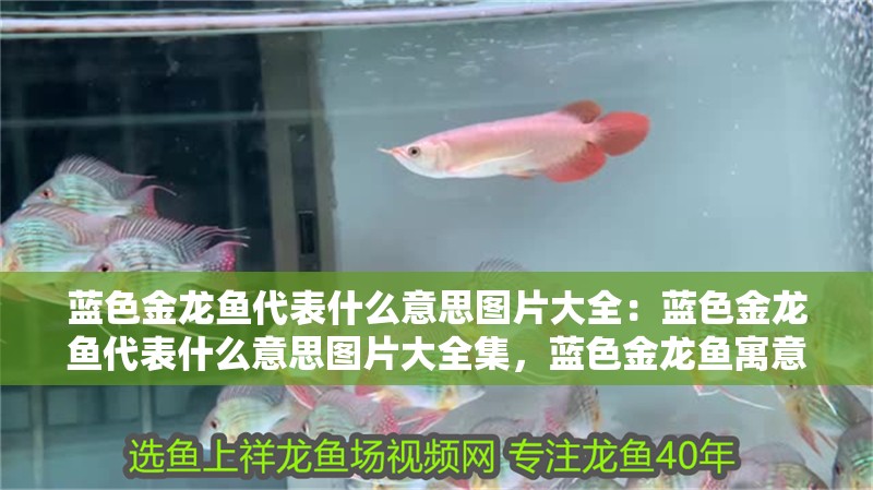藍(lán)色金龍魚代表什么意思圖片大全：藍(lán)色金龍魚代表什么意思圖片大全集，藍(lán)色金龍魚寓意解析及圖片大全 藍(lán)色金龍魚代表什么意思圖片大全：藍(lán)色金龍魚代表什么意思圖片大全集，藍(lán)色金龍魚寓意解析及圖片大全 水族問答