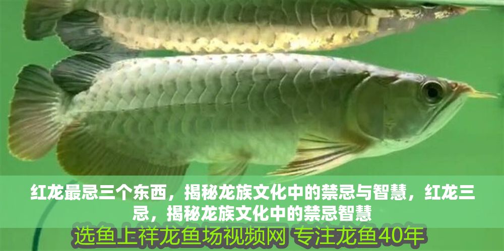 紅龍最忌三個東西，揭秘龍族文化中的禁忌與智慧，紅龍三忌，揭秘龍族文化中的禁忌智慧