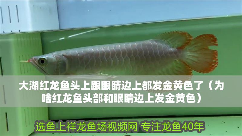 大湖紅龍魚頭上跟眼睛邊上都發金黃色了（為啥紅龍魚頭部和眼睛邊上發金黃色）