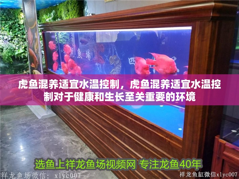 虎魚混養適宜水溫控制，虎魚混養適宜水溫控制對于健康和生長至關重要的環境