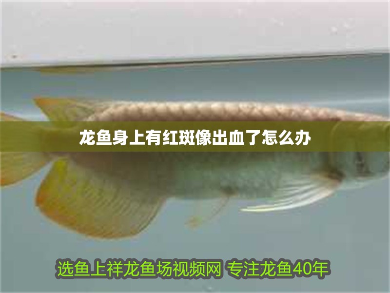 龍魚身上有紅斑像出血了怎么辦 龍魚身上有紅斑像出血了怎么辦 龍魚百科