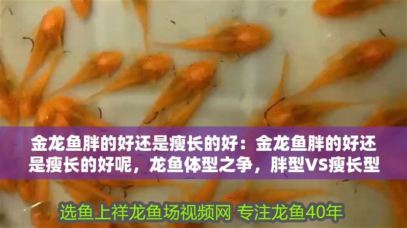 金龍魚(yú)胖的好還是瘦長(zhǎng)的好：金龍魚(yú)胖的好還是瘦長(zhǎng)的好呢，龍魚(yú)體型之爭(zhēng)，胖型VS瘦長(zhǎng)型，哪種更 金龍魚(yú)胖的好還是瘦長(zhǎng)的好：金龍魚(yú)胖的好還是瘦長(zhǎng)的好呢，龍魚(yú)體型之爭(zhēng)，胖型VS瘦長(zhǎng)型，哪種更 水族問(wèn)答