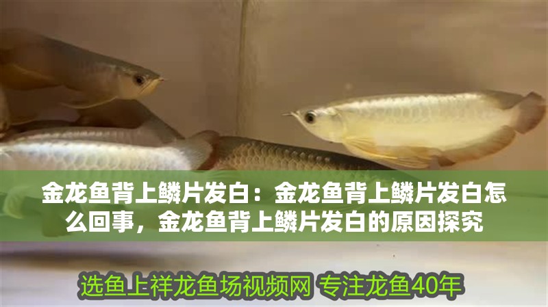 金龍魚背上鱗片發(fā)白：金龍魚背上鱗片發(fā)白怎么回事，金龍魚背上鱗片發(fā)白的原因探究