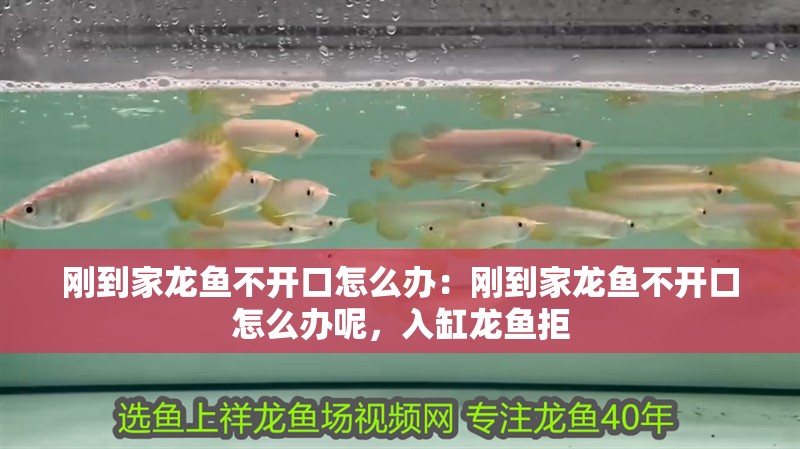 剛到家龍魚不開口怎么辦：剛到家龍魚不開口怎么辦呢，入缸龍魚拒
