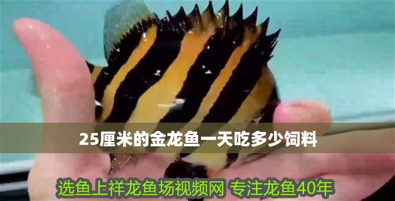 25厘米的金龍魚一天吃多少飼料
