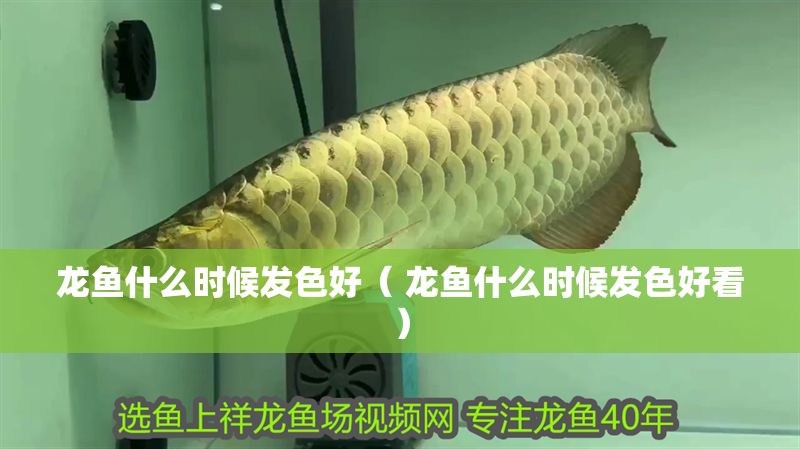 龍魚什么時候發色好（ 龍魚什么時候發色好看）
