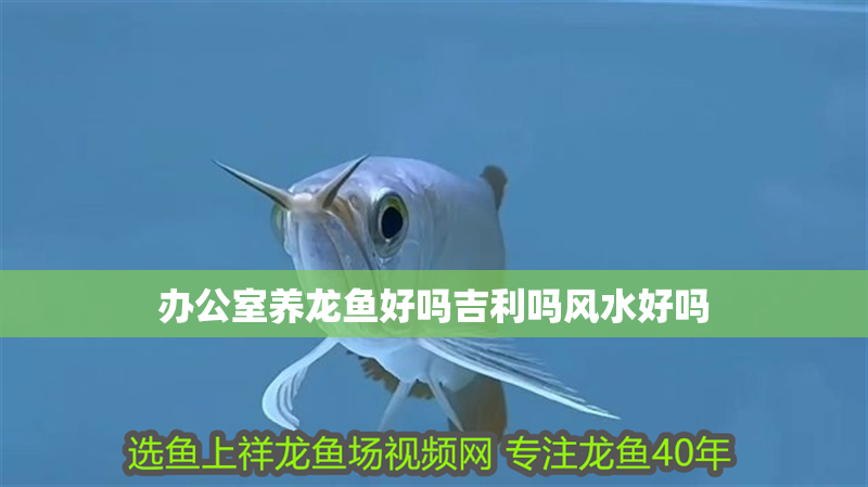 辦公室養龍魚好嗎吉利嗎風水好嗎