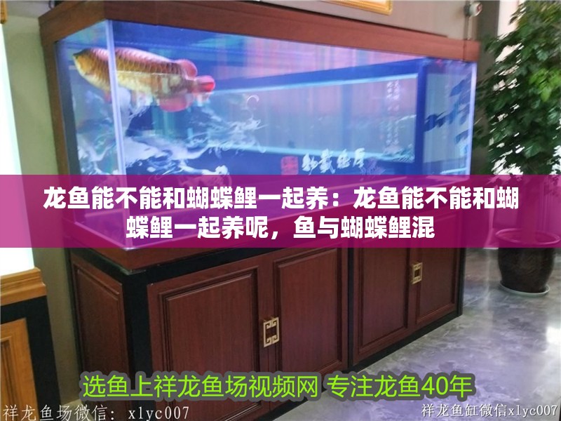 龍魚能不能和蝴蝶鯉一起養：龍魚能不能和蝴蝶鯉一起養呢，魚與蝴蝶鯉混