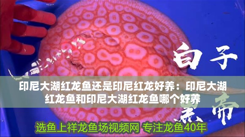 印尼大湖紅龍魚還是印尼紅龍好養：印尼大湖紅龍魚和印尼大湖紅龍魚哪個好養