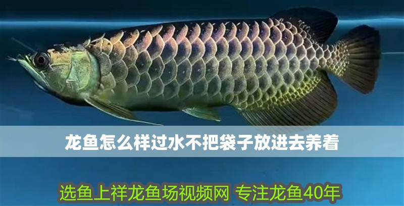 龍魚怎么樣過水不把袋子放進去養著