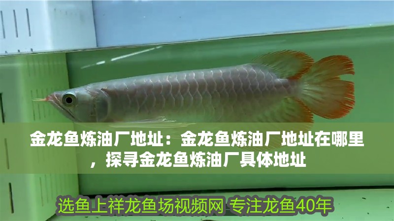 金龍魚煉油廠地址：金龍魚煉油廠地址在哪里，探尋金龍魚煉油廠具體地址