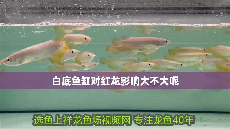 白底魚(yú)缸對(duì)紅龍影響大不大呢 龍魚(yú)百科 第3張 白底魚(yú)缸對(duì)紅龍影響大不大呢 白底魚(yú)缸對(duì)紅龍影響大不大呢 龍魚(yú)百科 第3張