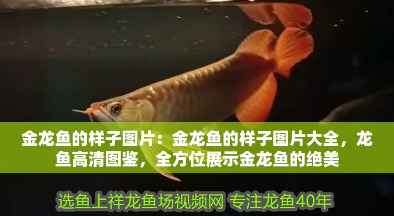 金龍魚的樣子圖片：金龍魚的樣子圖片大全，龍魚高清圖鑒，全方位展示金龍魚的絕美