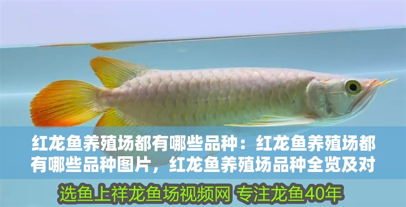 紅龍魚養(yǎng)殖場(chǎng)都有哪些品種：紅龍魚養(yǎng)殖場(chǎng)都有哪些品種圖片，紅龍魚養(yǎng)殖場(chǎng)品種全覽及對(duì)應(yīng)