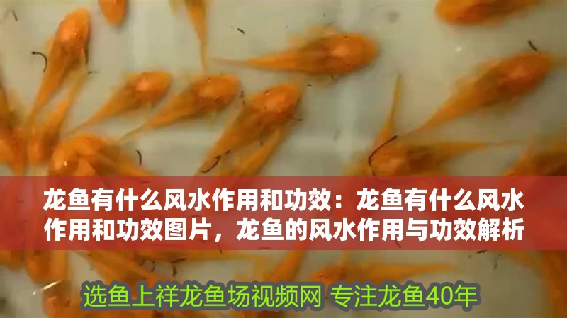 龍魚有什么風水作用和功效：龍魚有什么風水作用和功效圖片，龍魚的風水作用與功效解析及 龍魚有什么風水作用和功效：龍魚有什么風水作用和功效圖片，龍魚的風水作用與功效解析及 水族問答
