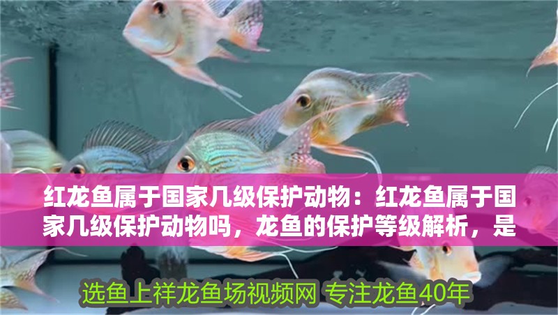 紅龍魚屬于國家?guī)准壉Ｗo動物：紅龍魚屬于國家?guī)准壉Ｗo動物嗎，龍魚的保護等級解析，是否被列為國家?guī)准壉Ｗo動物？