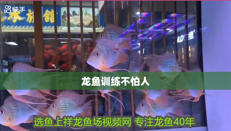 龍魚訓練不怕人